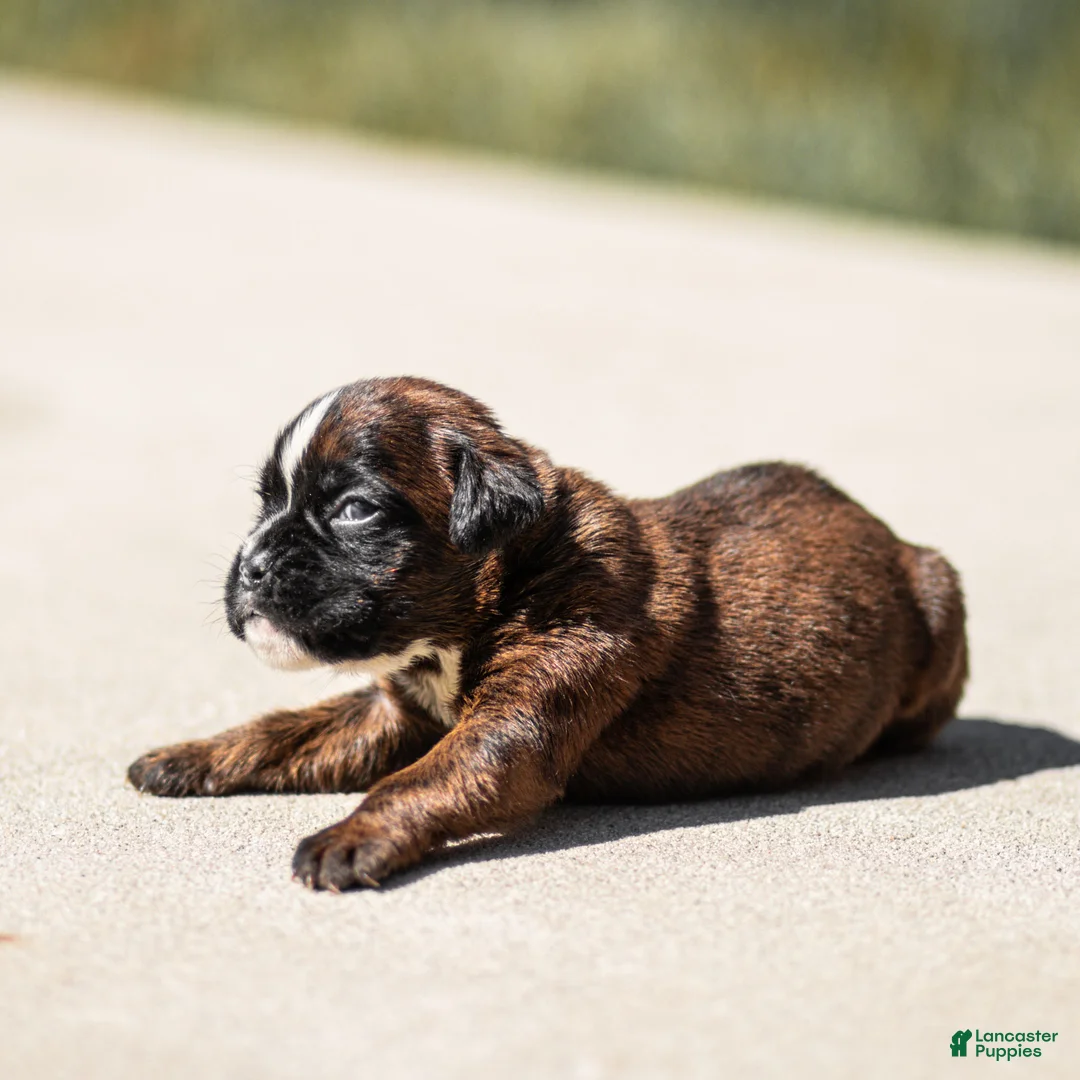 Boxer dogs for sale: Lori Boxer Puppy  - Ad 3