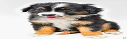 Miniature Australian Shepherd dogs for sale: Easton - Ad 8