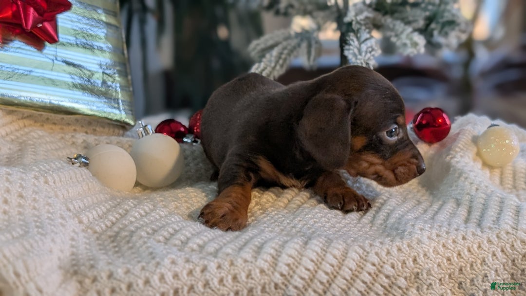 Miniature Dachshund dogs for sale: Flint - Ad 10