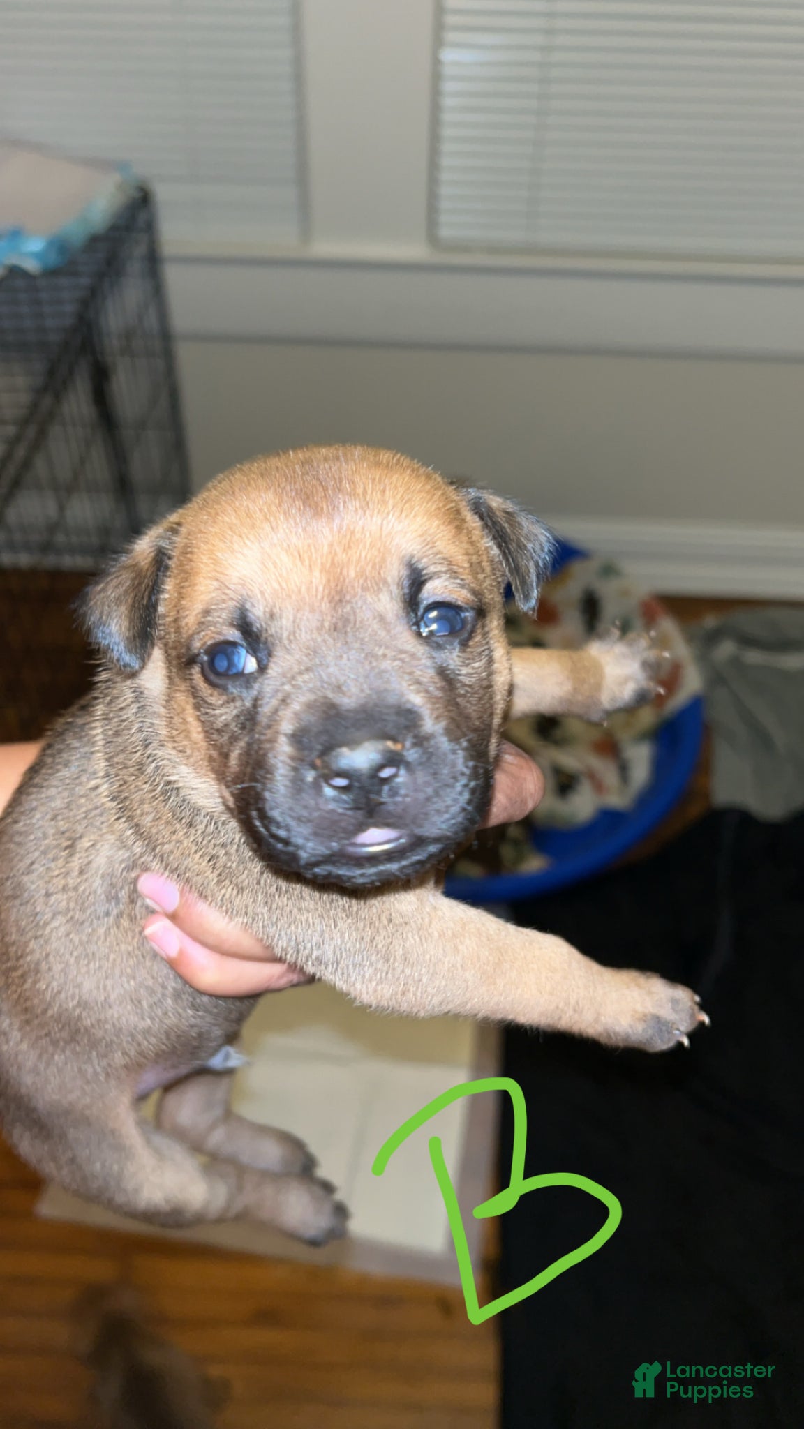 Mixed Breed dogs Mixed Breed Puppy 5 - Ad 8