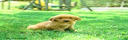Golden Retriever dogs for sale: Polly - Ad 2