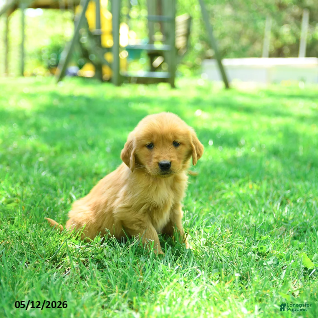 Golden Retriever dogs for sale: Polly - Ad 2