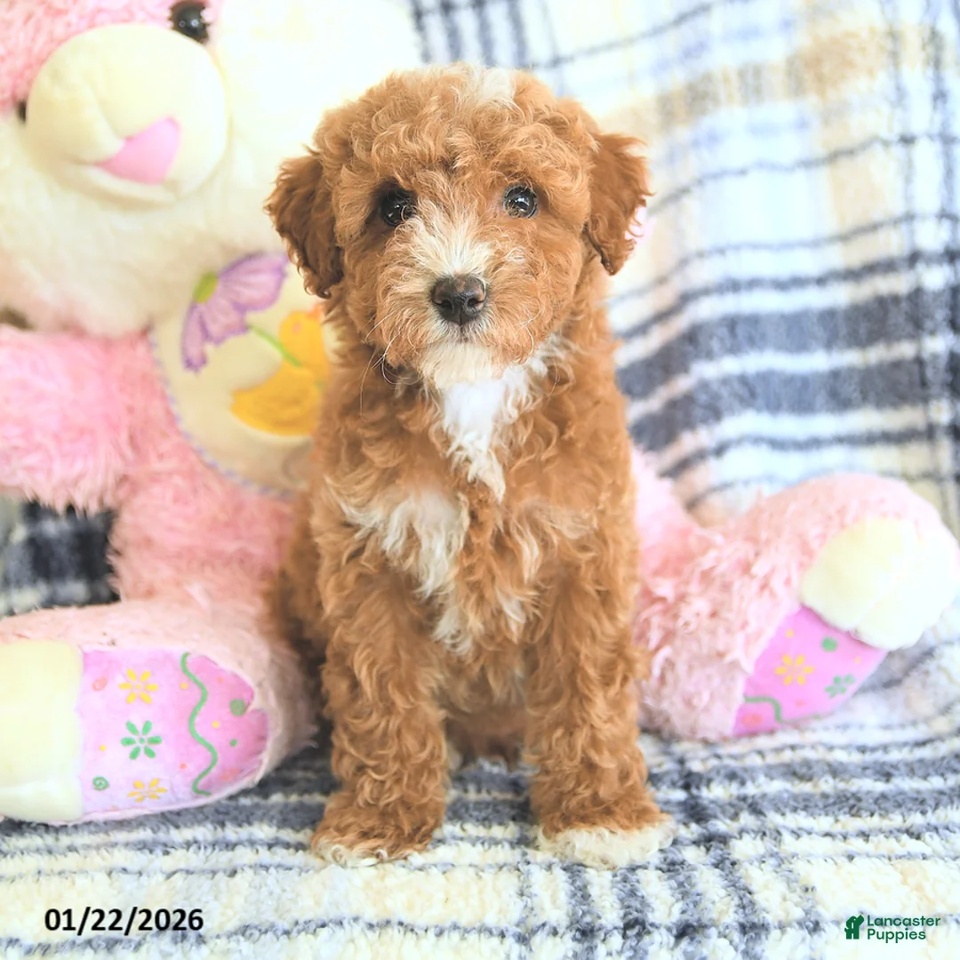 Havapoo dogs for sale: Dabur - Ad 2