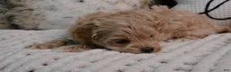 Maltipoo dogs for sale: Crystal - Ad 5