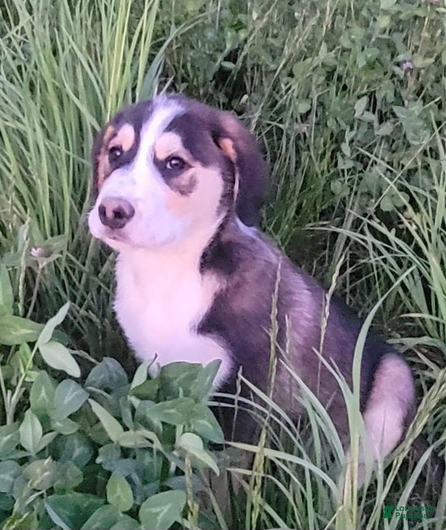 Mixed Breed dogs Junior - Ad 2