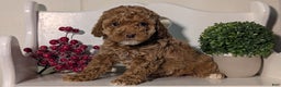 Miniature Poodle dogs for sale: Harper - Ad 11