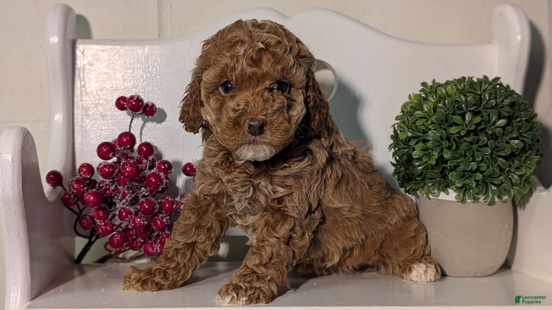 Miniature Poodle dogs for sale: Harper - Ad 11