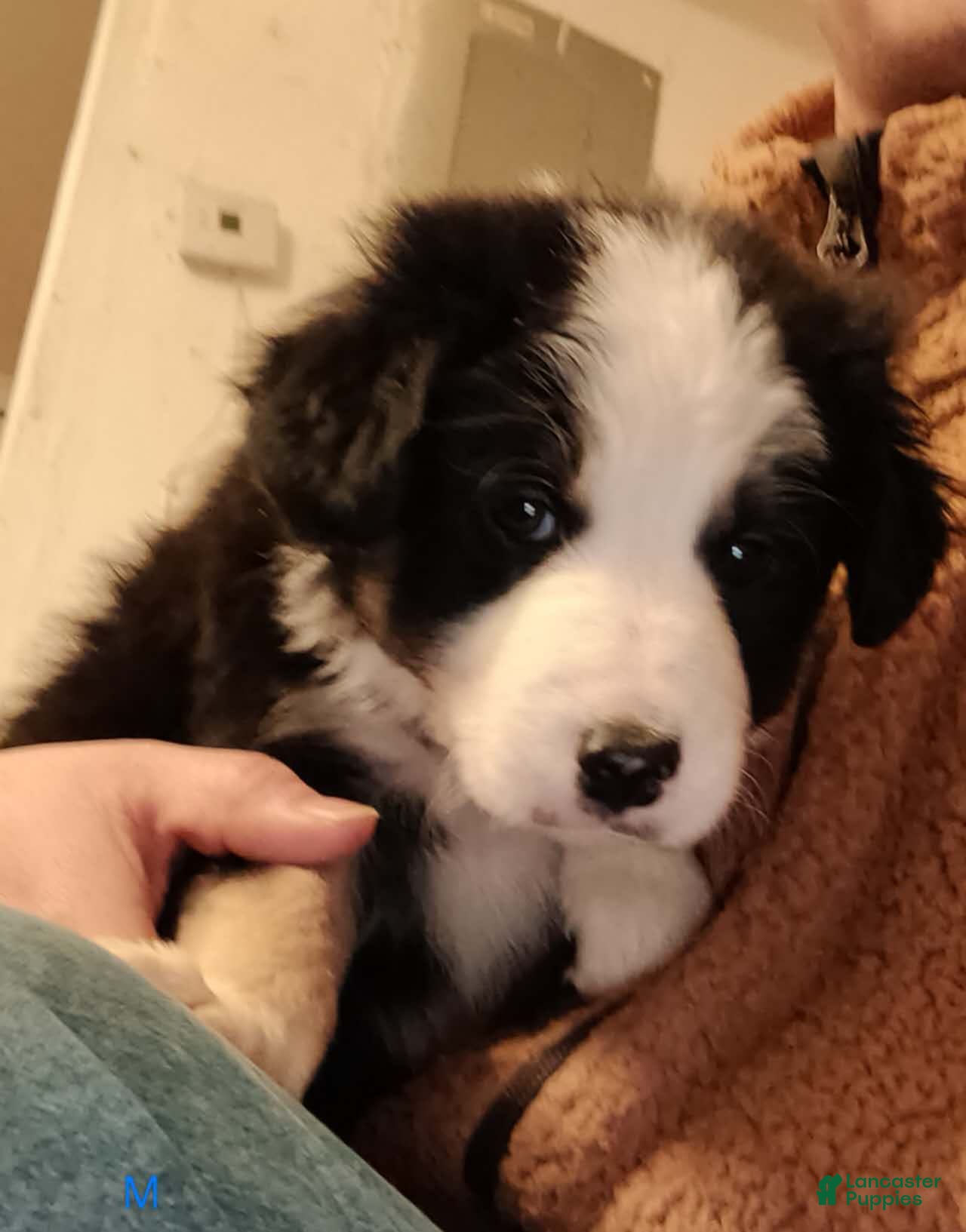 Border Collie dogs Border Collie Puppy 2 - Ad 42