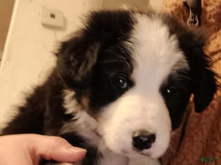Border Collie dogs Border Collie Puppy 2 - Ad 40