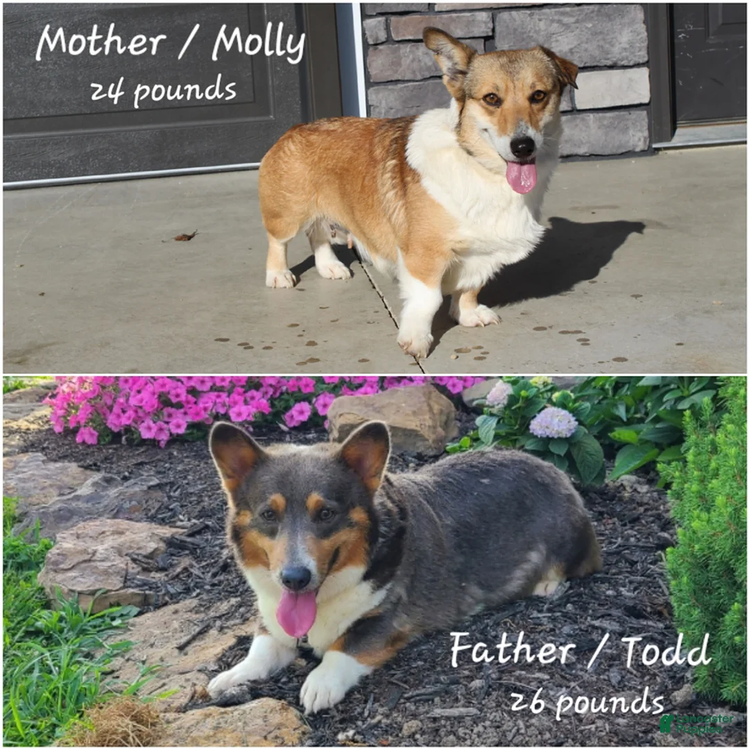 Welsh Corgi Pembroke dogs for sale: Lola - Ad 7