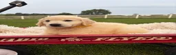 Golden Retriever dogs for sale: Gigi  - Ad 9