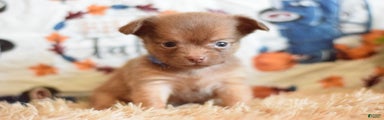 Chihuahua Puppy 3