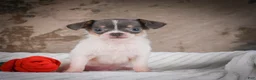 Chihuahua dogs for sale: Alex - Ad 2