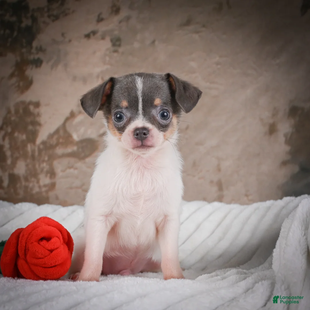 Chihuahua dogs for sale: Alex - Ad 2