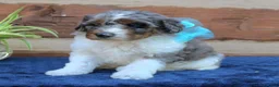 Mini Bernedoodle dogs for sale: Gizmo  - Ad 4