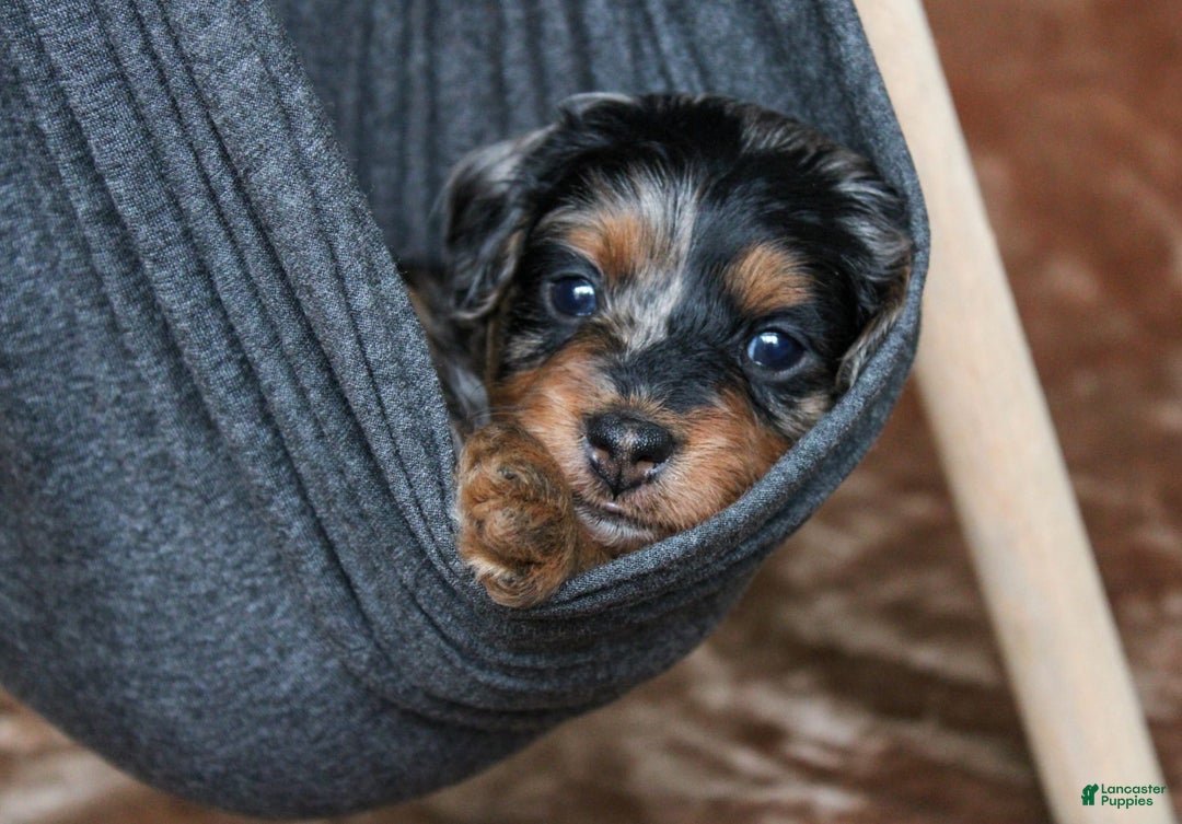 Cavapoo dogs for sale: Truffles - Ad 5