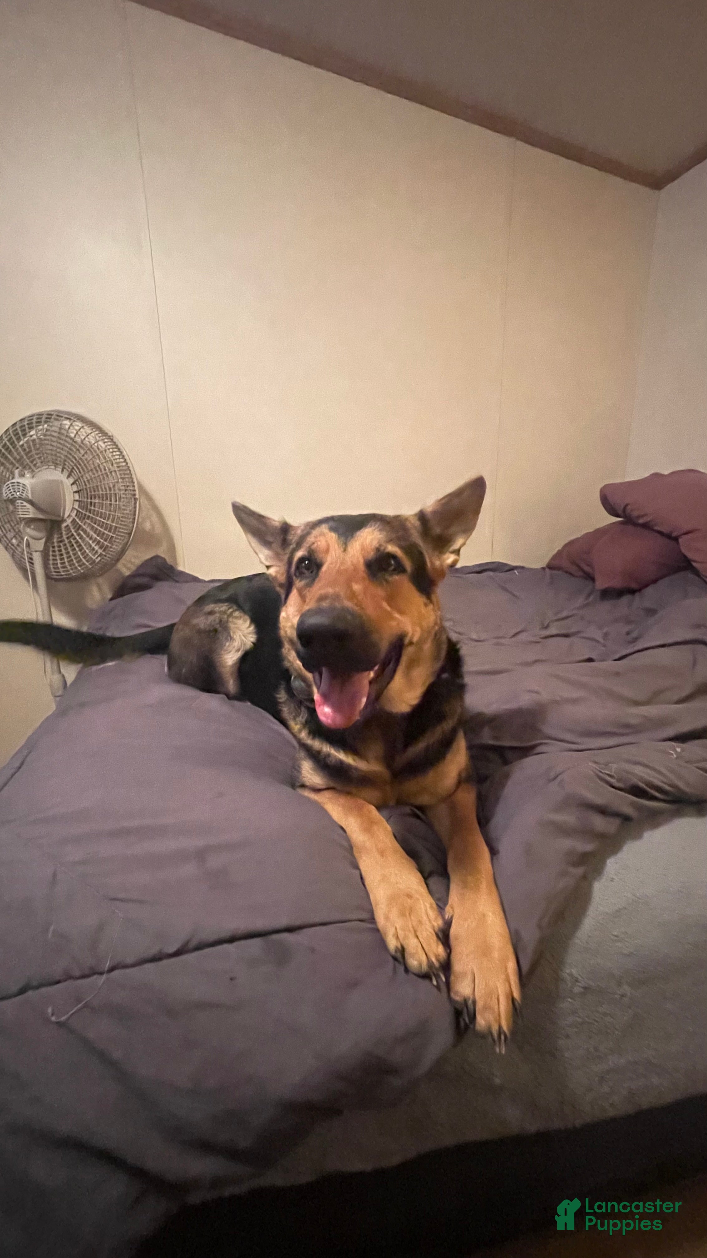 Golden Shepherd dogs Golden Shepherd Puppy 6 light purple boy - Ad 2