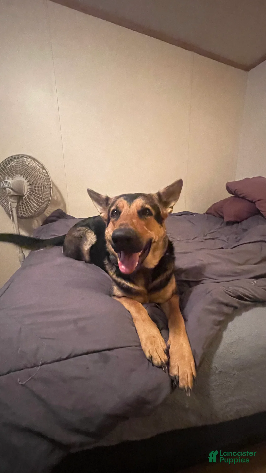 Golden Shepherd dogs for sale: German Shepherd Puppy 8 purple 1 - Ad 2