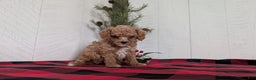Cavapoo dogs for sale: Dakota  - Ad 3