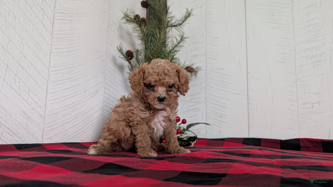 Cavapoo dogs for sale: Dakota  - Ad 3
