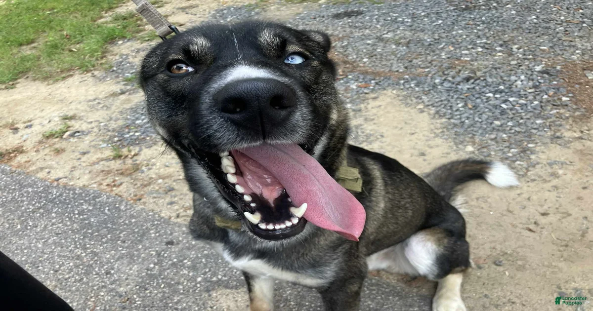 Puppies for sale in Maine | Lancaster Puppies