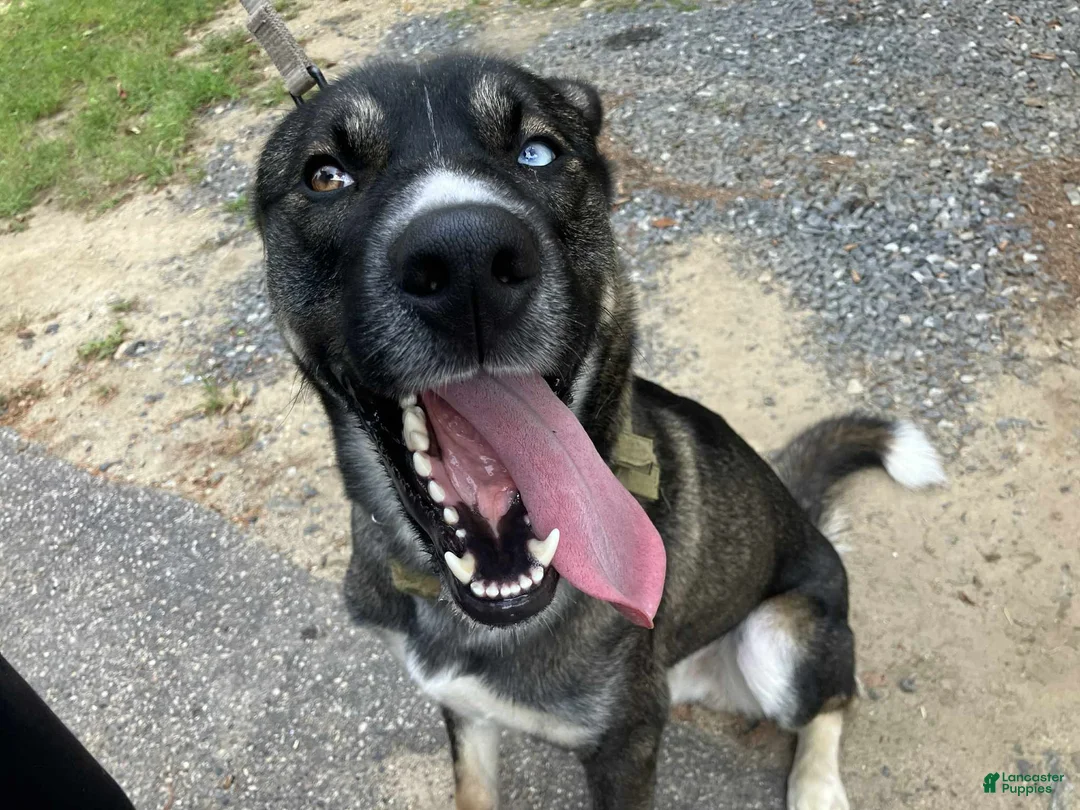 Mixed Breed dogs for sale: Rollo - Ad 1