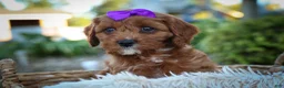 Cavapoo dogs for sale: RUSTY - Ad 8