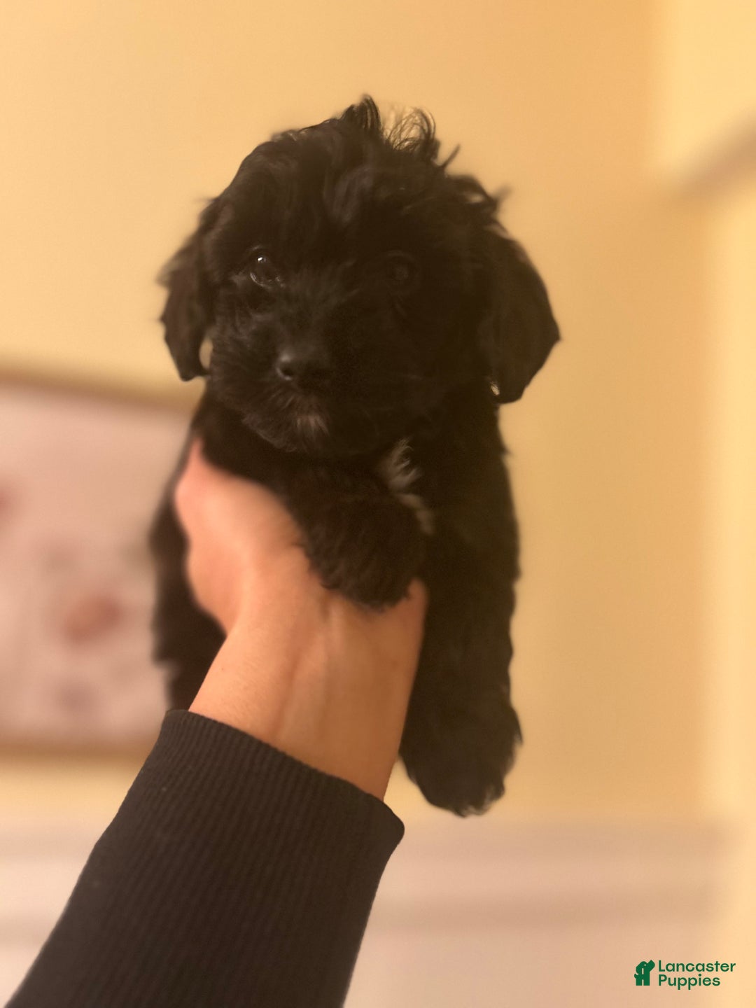Mixed Breed dogs for sale: Puppy 2  toy aussiedoddle - Ad 9