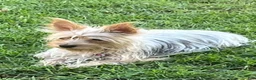 Yorkshire Terrier dogs for sale: Bobby  - Ad 4