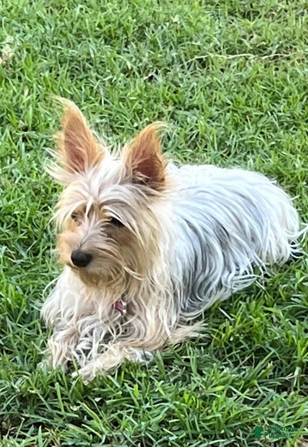 Yorkshire Terrier dogs for sale: Bobby  - Ad 4