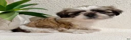 Shih Tzu dogs for sale: Willow - Ad 4