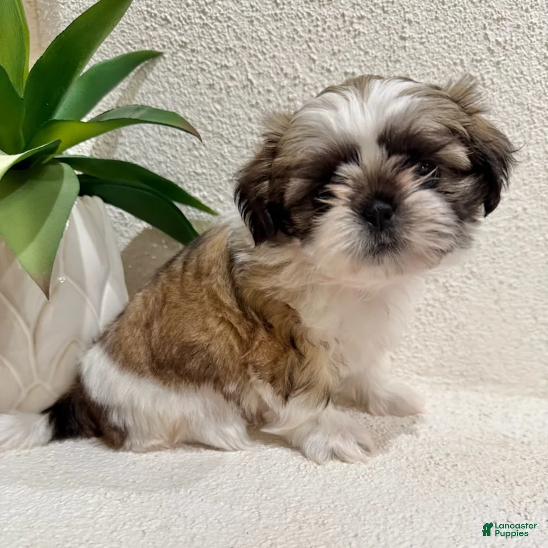 Shih Tzu dogs for sale: Willow - Ad 4