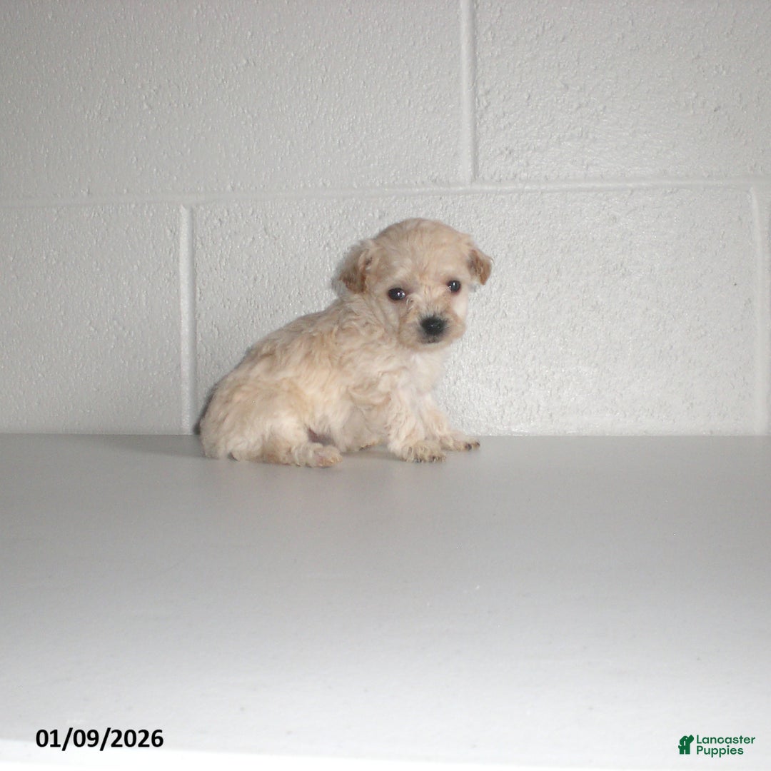 Yorkiepoo dogs for sale: Kelly - Ad 14