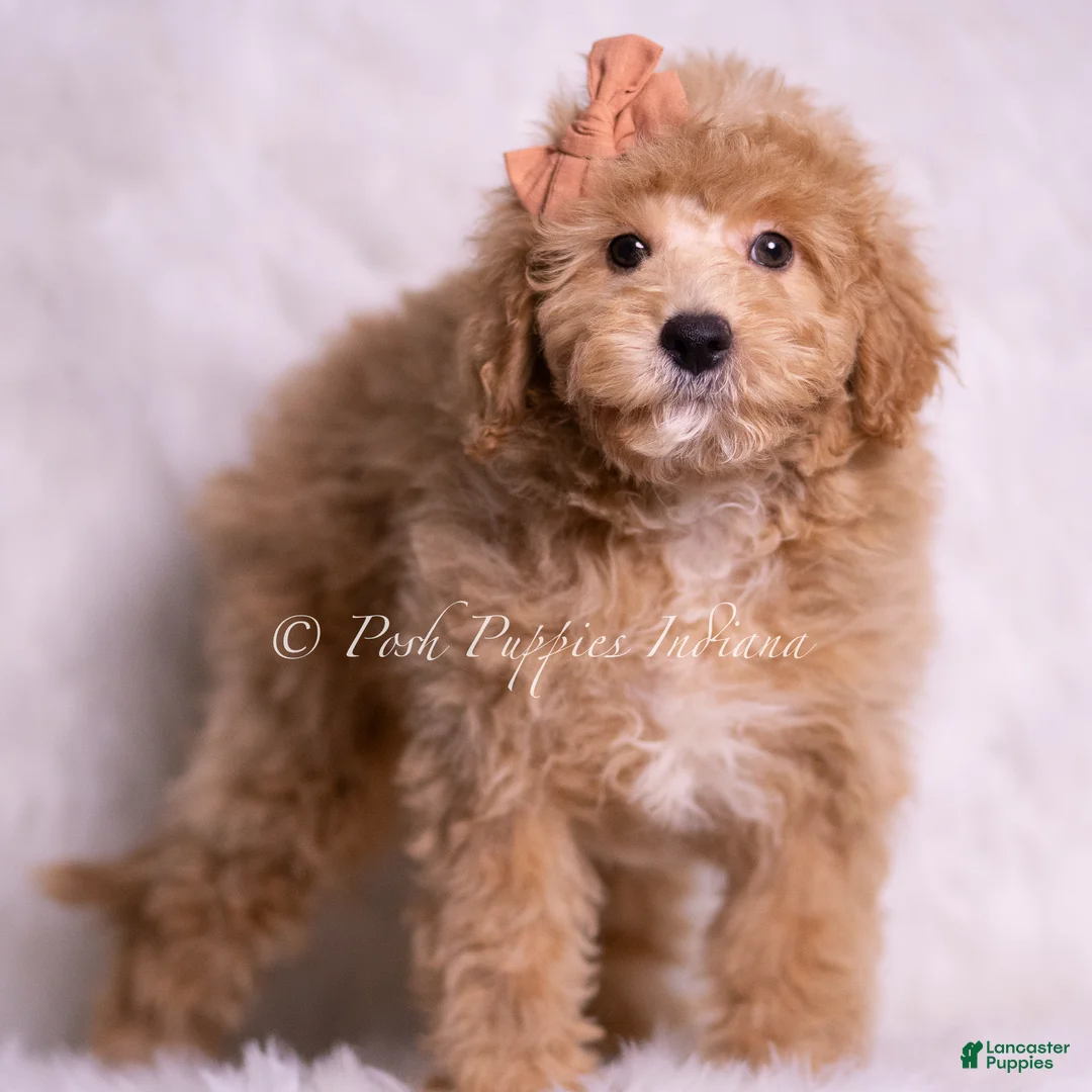 Mini Goldendoodle dogs for sale: Gelato - Ad 2