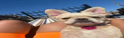 French Bulldog dogs for sale: French Bulldog 1 Aj - Ad 12
