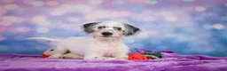 Mixed Breed dogs for sale: Clifford - Ad 1