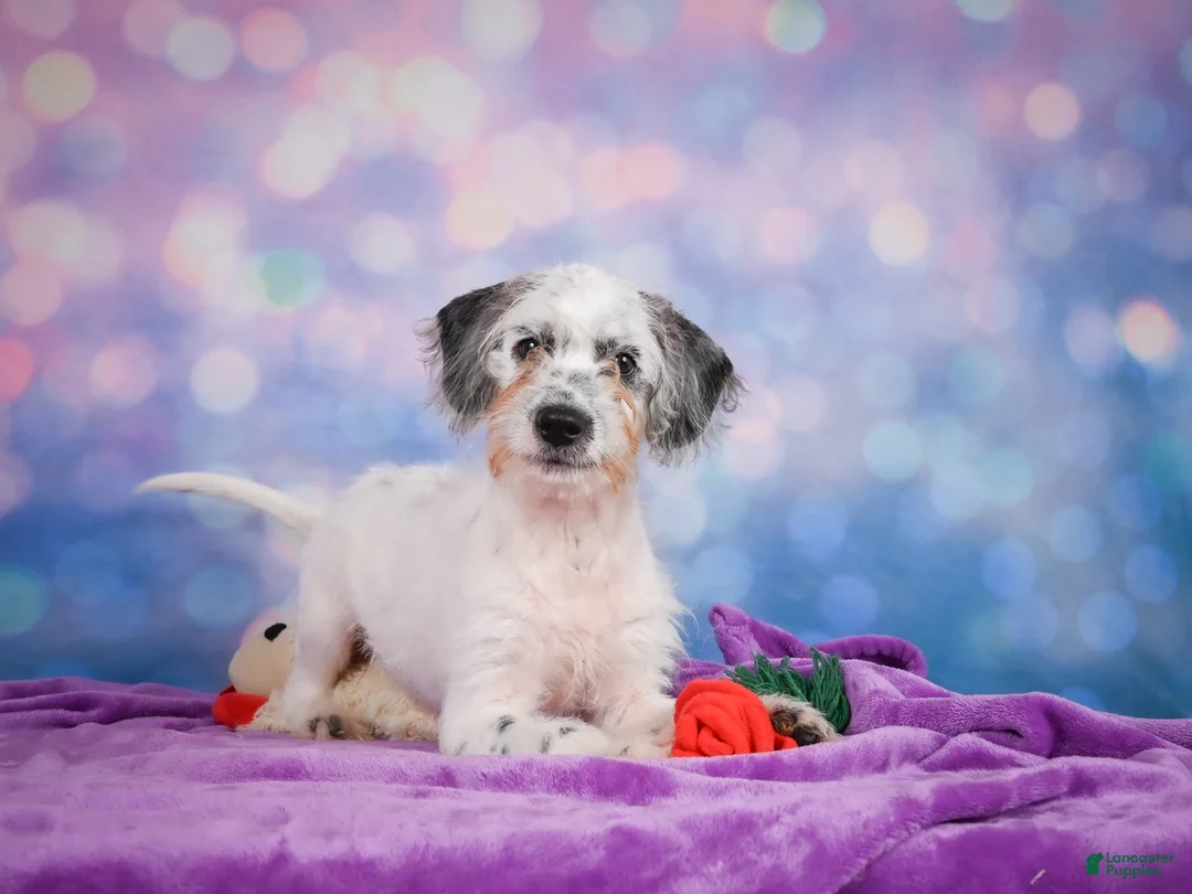 Mixed Breed dogs for sale: Clifford - Ad 1