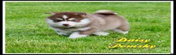 Pomsky dogs for sale: Daisy - Ad 1