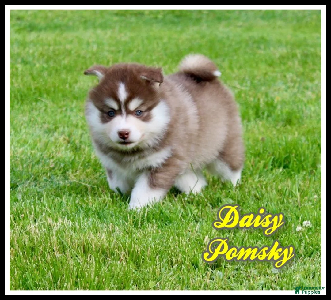 Pomsky dogs for sale: Daisy - Ad 1