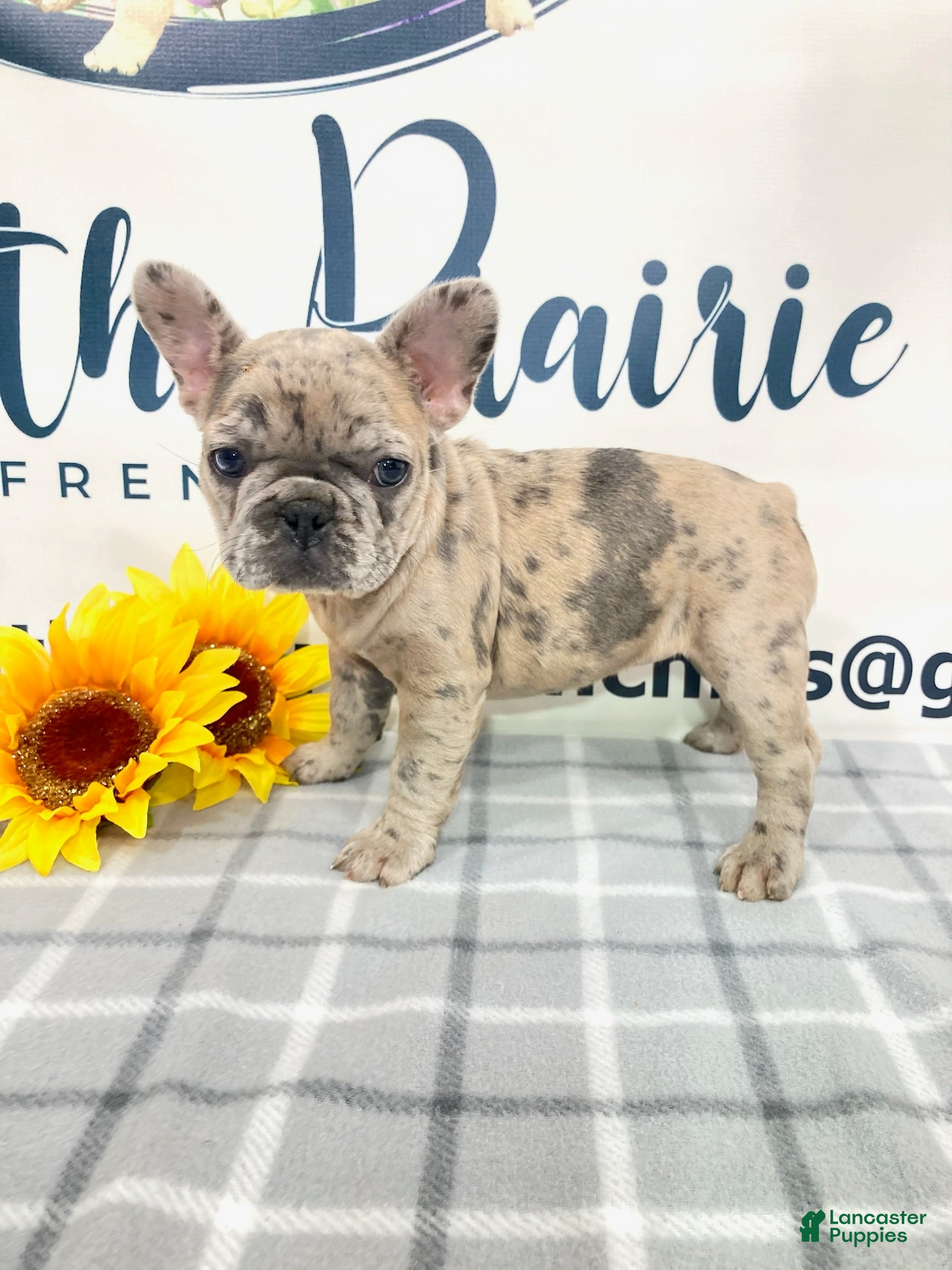 French Bulldog dogs Evie French Bulldog 2 - Ad 1