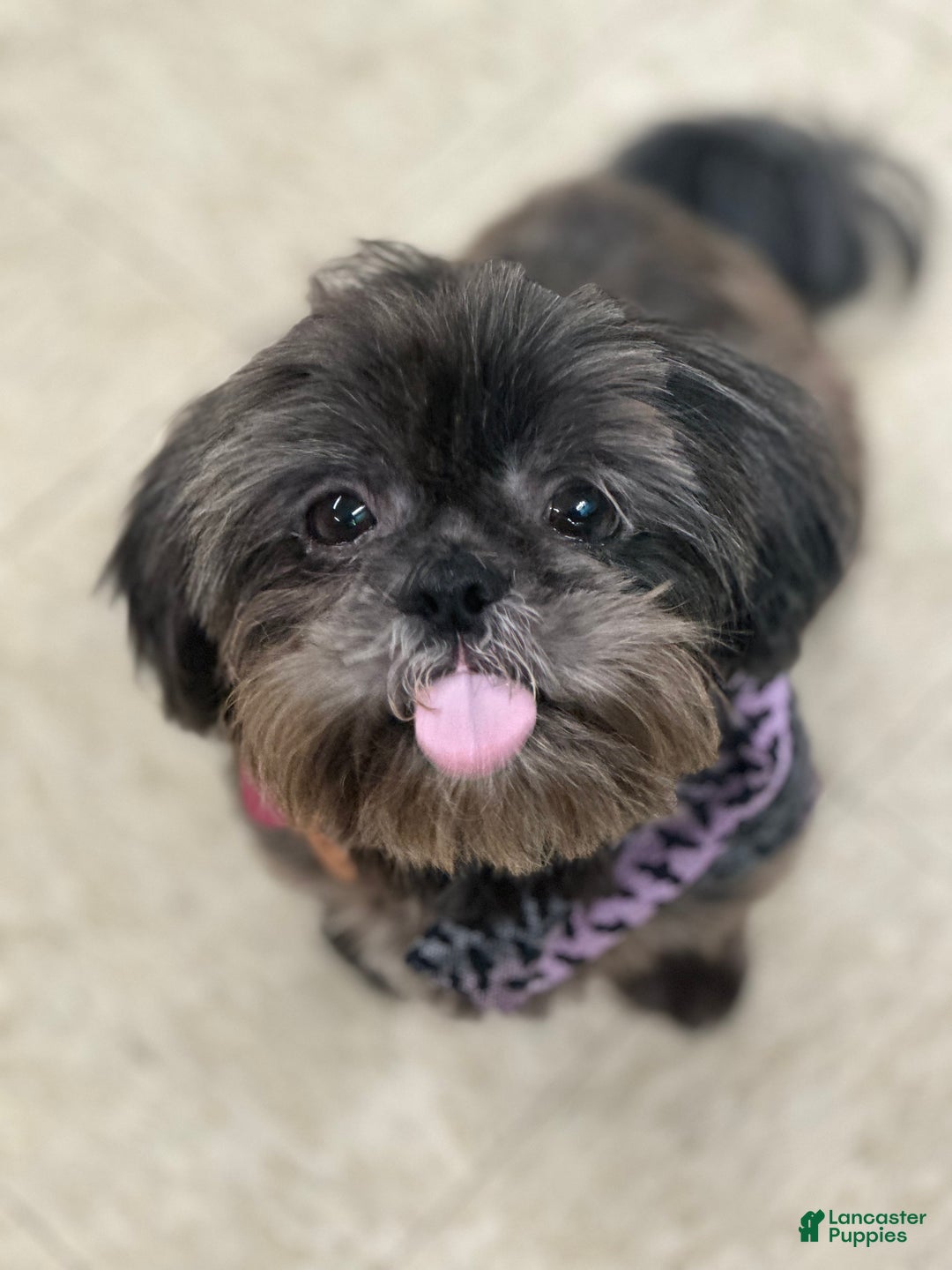 Shih Tzu dogs for sale: Shih Tzu Puppy 3 - Ad 2