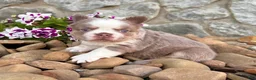 French Bulldog dogs for sale: Master - Ad 5