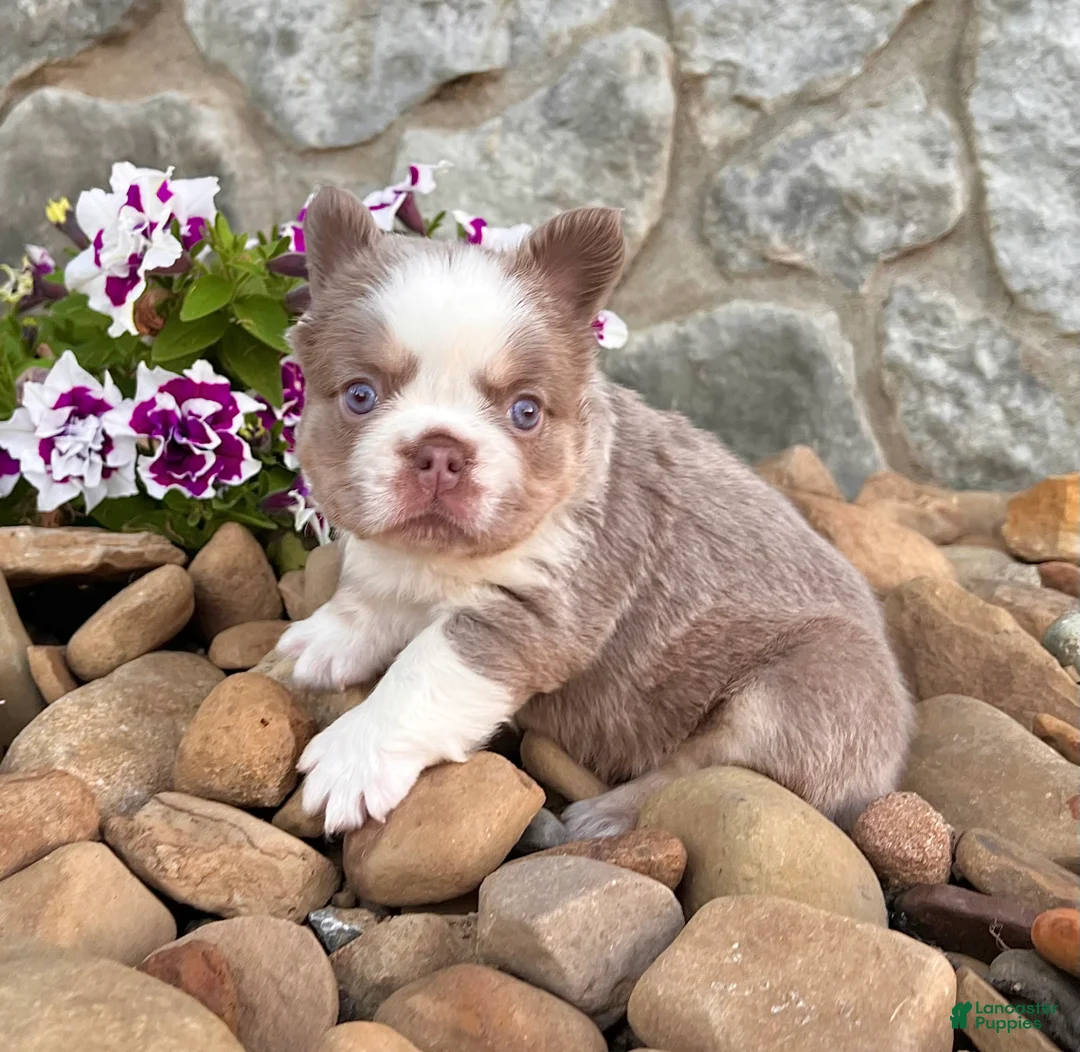 French Bulldog dogs for sale: Master - Ad 5