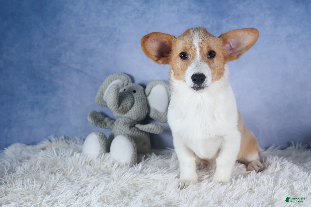 Welsh Corgi Pembroke dogs for sale: Irwin - Ad 1