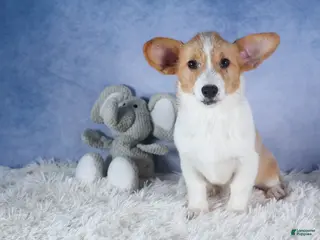 Welsh Corgi Pembroke dogs for sale: Irwin - Ad 2