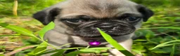 Pug dogs for sale: Manny - Ad 5