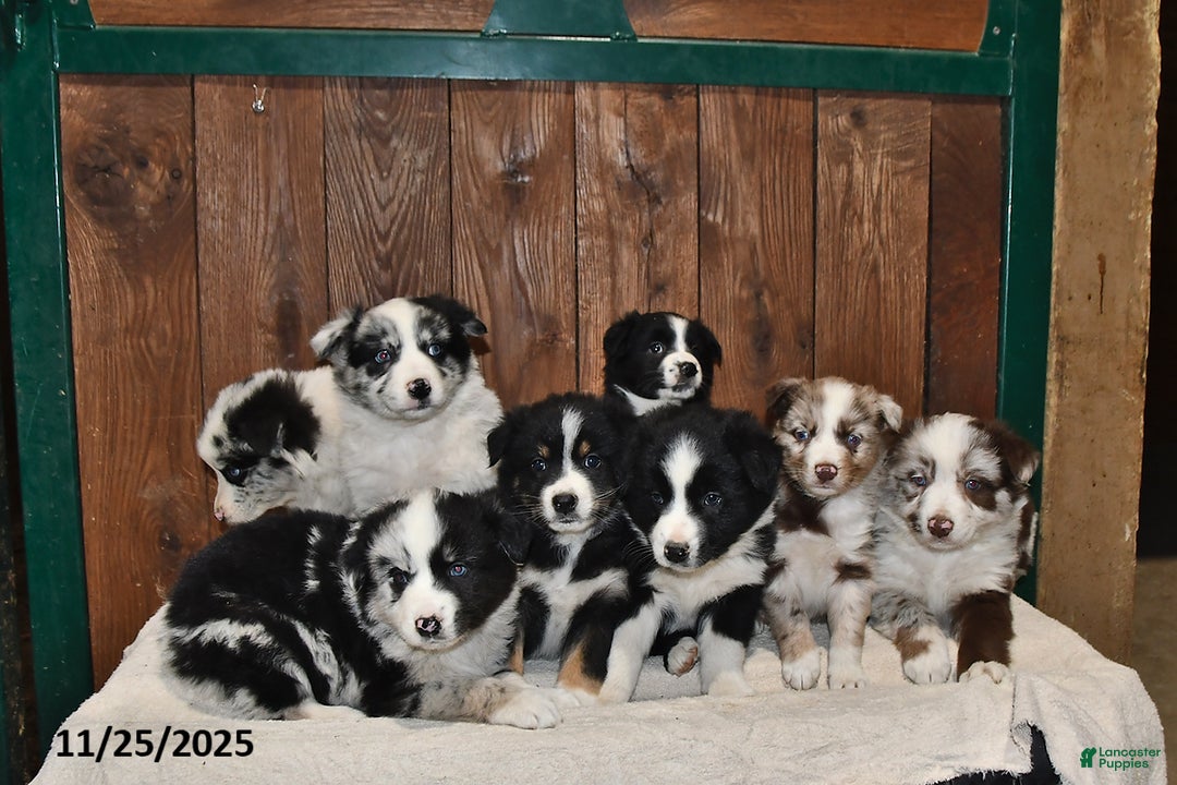 Australian Shepherd dogs for sale: Buster - Ad 3