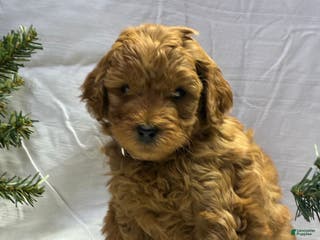 Mini Goldendoodle dogs Rudolph - Ad 42