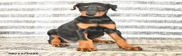 Doberman Pinscher dogs for sale: Darla - Ad 3