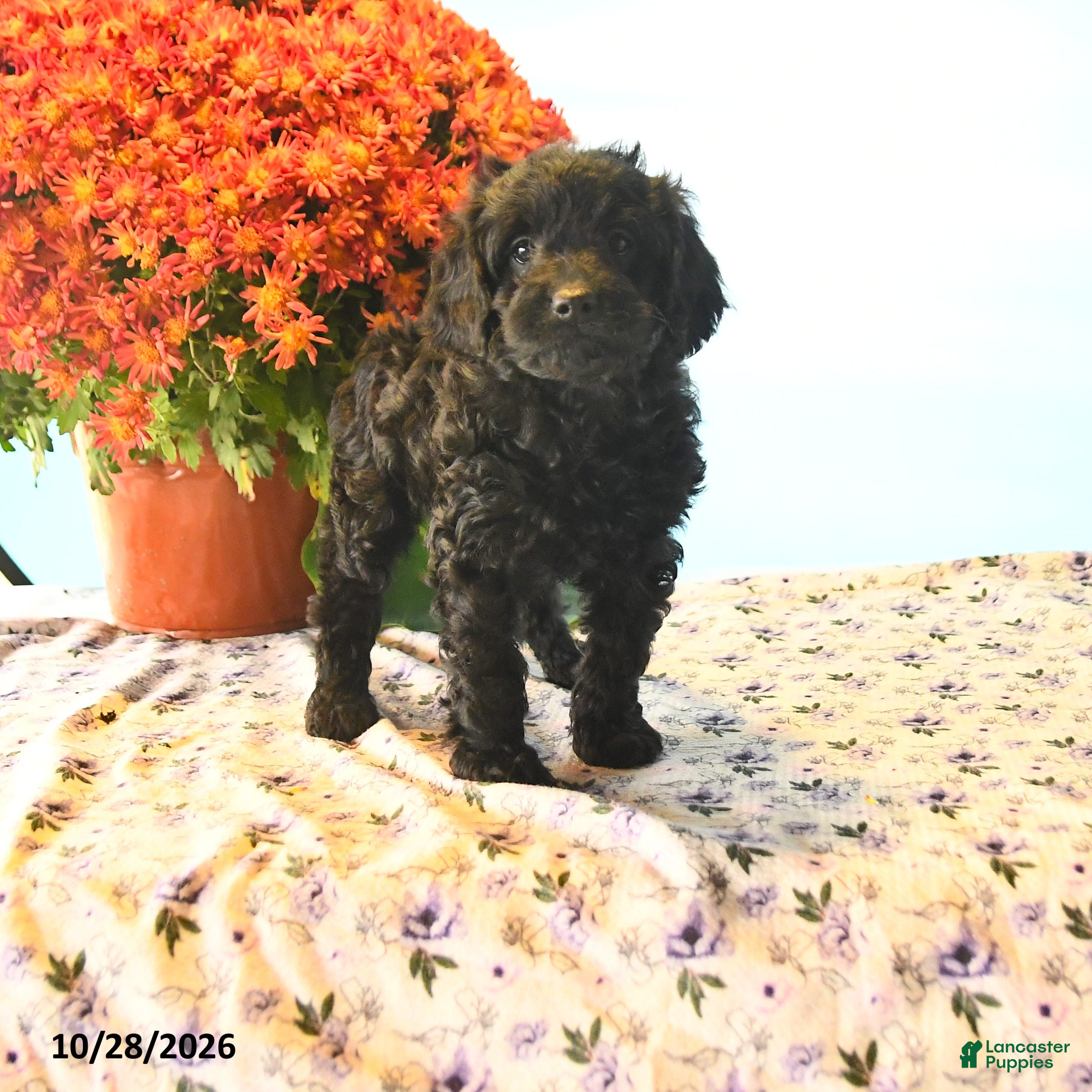 Cockapoo dogs for sale: Harper - Ad 1